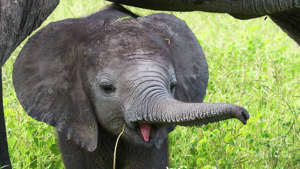 Baby Elephant Poster featuring the photograph Baby elephant with a stick by Mareko Marciniak