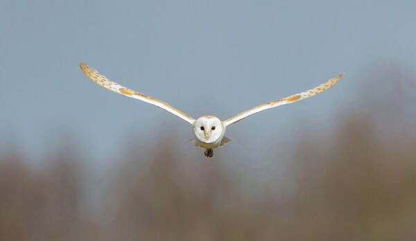 Barn Owl Poster featuring the photograph Barn Owl Sculthorpe Moor by Pete Walkden