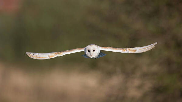 Barn Owl Poster featuring the photograph Barn Owl Wingspan by Pete Walkden