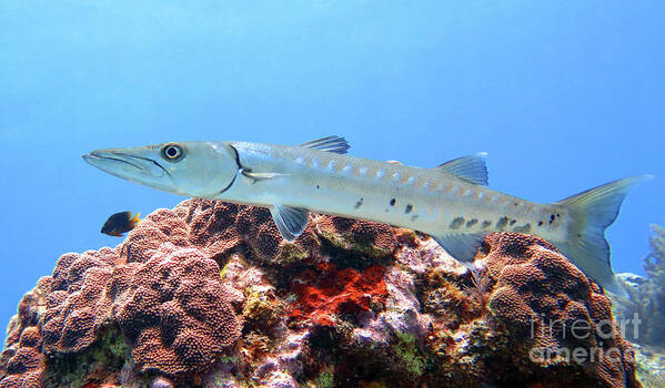 Underwater Poster featuring the photograph Barracuda 6 by Daryl Duda