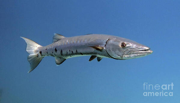 Underwater Poster featuring the photograph Barracuda by Daryl Duda