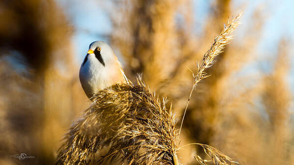 Bearded Reedling On Reeds Poster featuring the photograph Bearded Reedling on Reeds by Torbjorn Swenelius