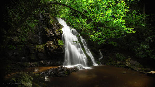 Tremont Poster featuring the photograph Beech Tree Falls by C Renee Martin