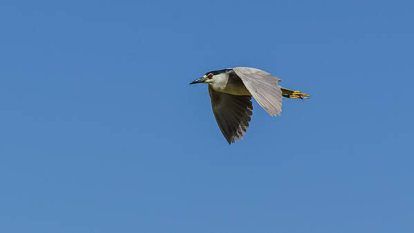 Flight Poster featuring the photograph Black-Crowned Night Heron by Yeates Photography