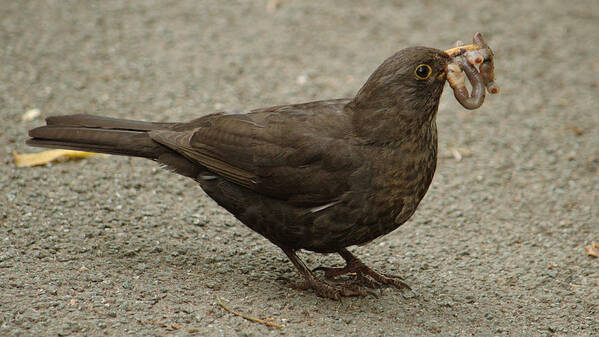 Bird Poster featuring the photograph Blackbird With Severed Worm by Adrian Wale