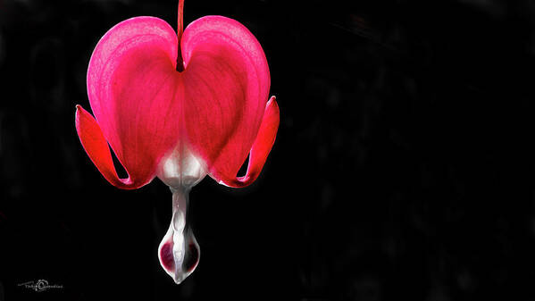 Asian Bleeding-heart Poster featuring the photograph Bleeding heart by Torbjorn Swenelius