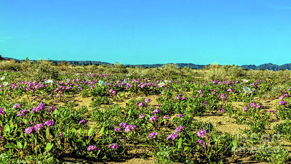 Arizona Poster featuring the photograph Blooming Sand Verbena by Robert Bales