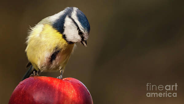 Bird Poster featuring the photograph Blue Tit Cyanistes caeruleus sat on a red apple looking down by Simon Bratt