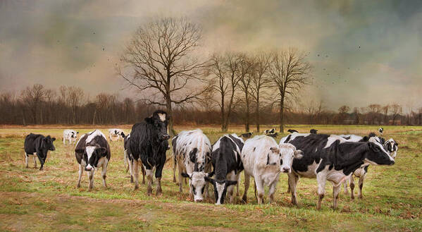 Cows Poster featuring the photograph Braveheart by Robin-Lee Vieira