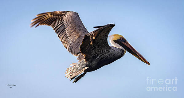 Nature Poster featuring the photograph Brown Pelican In Flight - Pelecanus Occidentalis by DB Hayes