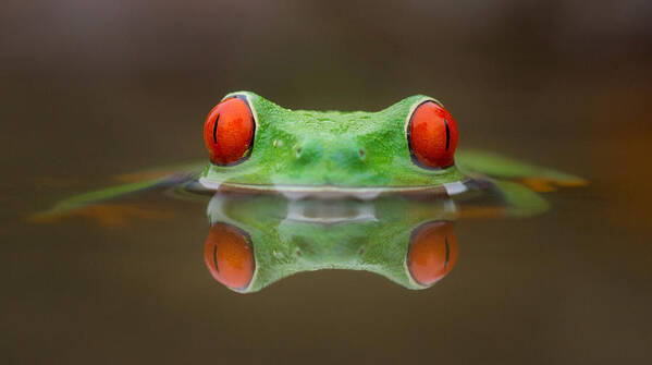Frog Poster featuring the photograph Burning Eyes by Kutub Uddin