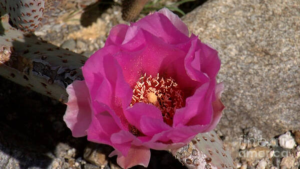 Desert Poster featuring the photograph Cacti in Bloom by Chris Tarpening
