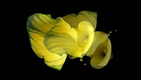 Calla Lily Poster featuring the photograph Calla Lily by Mike Breau