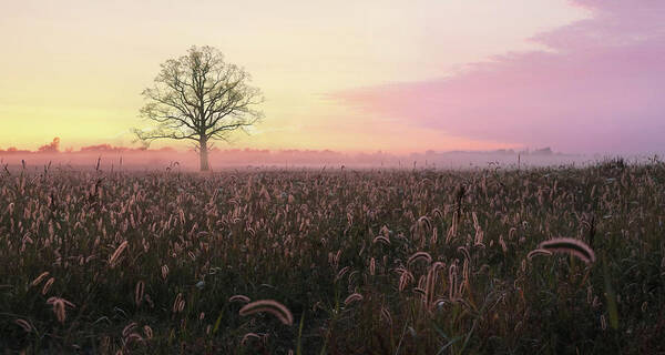 Sunrise Poster featuring the photograph Cherish the Simple Things by Lori Deiter