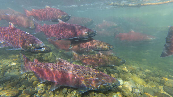 Adult Poster featuring the photograph Chinook and Chum Salmon by Tim Grams