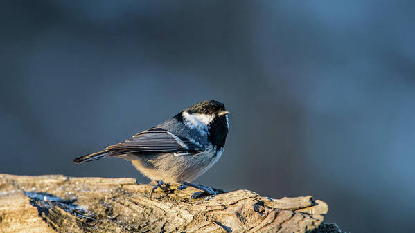 Coal Tit Poster featuring the photograph Coal Tit's Colors by Torbjorn Swenelius