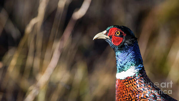 Portrait Cock Pheasant Poster featuring the photograph Cock Pheasant in Fall by Torbjorn Swenelius