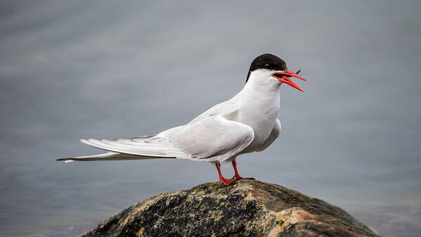 Common Tern Poster featuring the photograph Common Tern by Torbjorn Swenelius