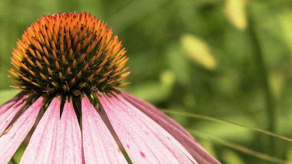 Wildflower Poster featuring the photograph Coneflower by Holly Ross