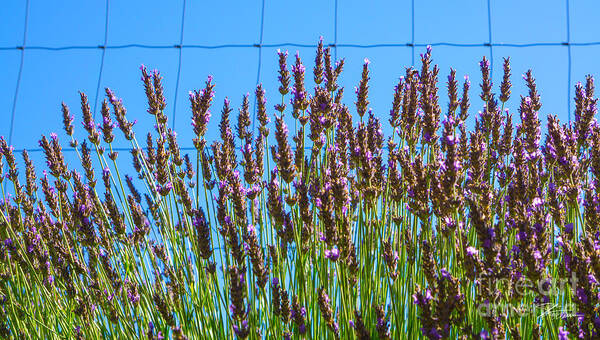 Flowers Poster featuring the photograph Country Lavender III by Shari Warren