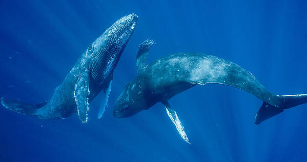 00513190 Poster featuring the photograph Dancing Humpback Whales by Flip Nicklin