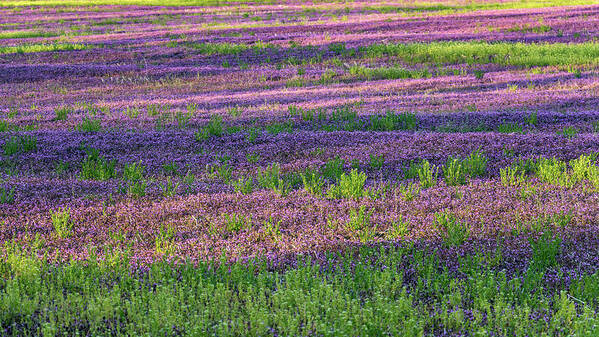 Spring Poster featuring the photograph Dreaming of France by Holly Ross