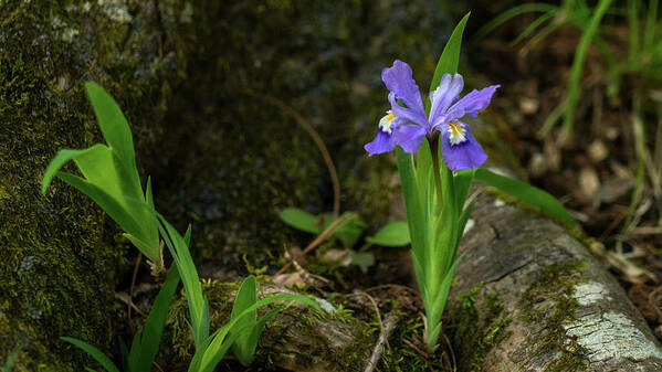 Georgia Poster featuring the photograph Dwarf Crested Iris North Georgia Mountains by Lawrence S Richardson Jr