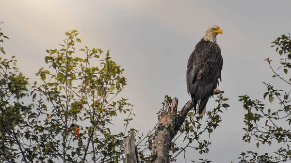 Nature Poster featuring the photograph Eagle in Tree Top by Wendy Carrington