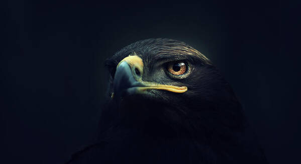 Animal Poster featuring the photograph Eagle by Zoltan Toth