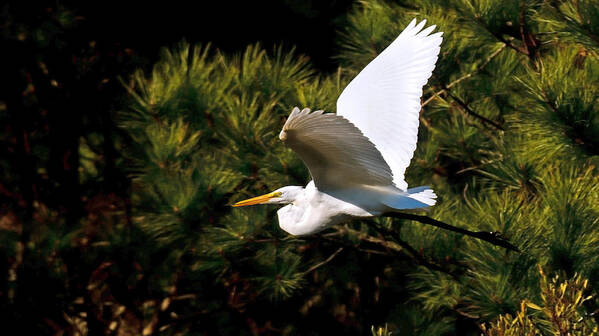 Great Egret Poster featuring the photograph Egret in Flight 1 by Lara Ellis