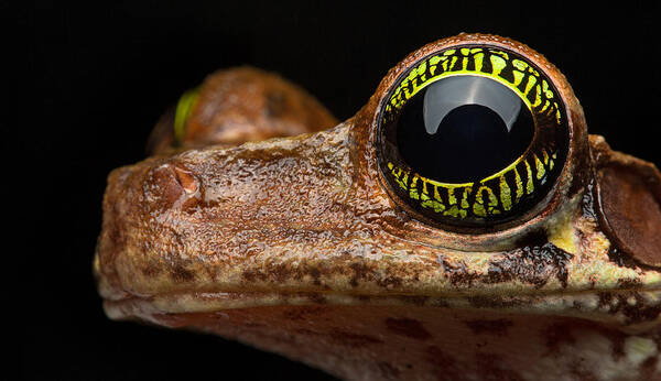 Frog Eye Poster featuring the photograph Eye Tropical Tree Frog by Dirk Ercken