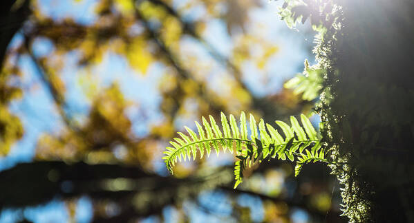 Fern Poster featuring the photograph Fall Ferns 3 by Pelo Blanco Photo