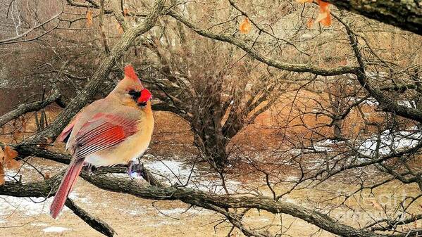 Female Poster featuring the photograph Female Cardinal Caught in the Snow by Janette Boyd