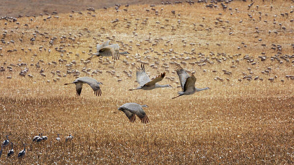 Sandhill Cranes Poster featuring the photograph Flight Across the Sandhills by Susan Rissi Tregoning