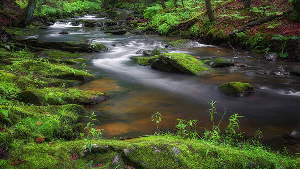 Green Poster featuring the photograph Flowing Spring Stream by Bill Wakeley