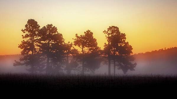 Landscape Poster featuring the photograph Foggy Ozark Morning by Harriet Feagin