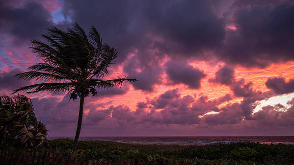 Florida Poster featuring the photograph Frazzled Palm Sunrise Delray Beach by Lawrence S Richardson Jr