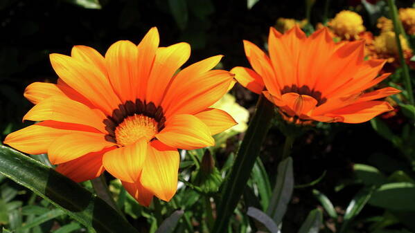 Gazania Poster featuring the photograph Gazania by Jackie Russo
