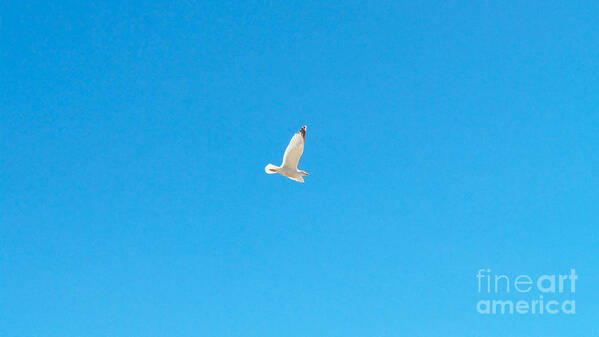 Photography Poster featuring the photograph Gliding Seagull by Francesca Mackenney