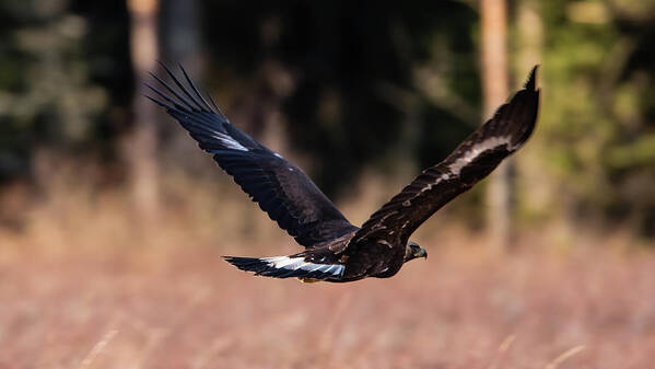 Golden Eagle Poster featuring the photograph Golden Eagle flying by Torbjorn Swenelius