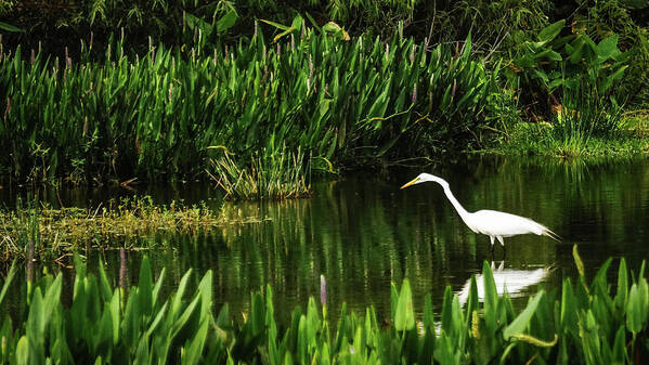 Florida Poster featuring the photograph Great White Heron Green Cay Wetlands by Lawrence S Richardson Jr