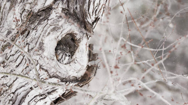 Grey Morph Eastern Screech Owl As An Oil Painting Poster featuring the photograph Grey Morph Eastern Screech Owl as an Oil Painting by Tracy Winter