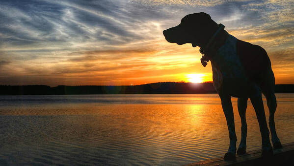 German Shorthair Poster featuring the photograph GSP Luminosity by Brook Burling