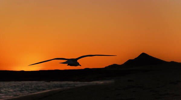 Sea Gull Poster featuring the photograph Gull at Sunset by Dave Dilli