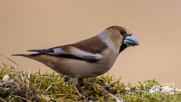 Hawfinch's Beak Poster featuring the photograph Hawfinch's beak by Torbjorn Swenelius
