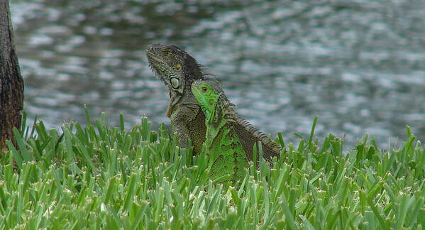 Iguana Poster featuring the photograph Iguana Pair by Carl Moore