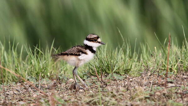 Nature Poster featuring the photograph Killdeer - 24 Hours Old by Travis Truelove