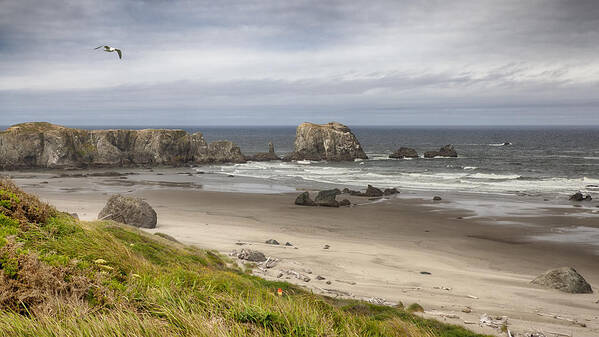 Oregon Poster featuring the photograph Lone Gull - Bandon Beach by Harold Rau