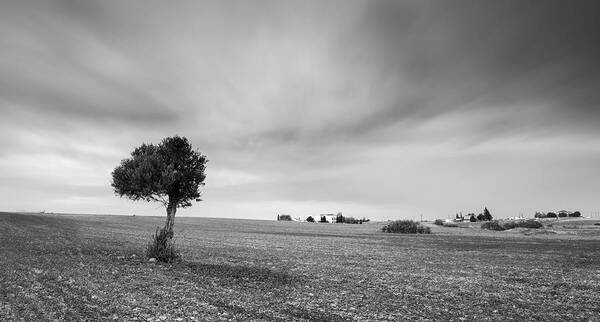 Olive Tree Poster featuring the photograph Lonely Olive tree by Michalakis Ppalis