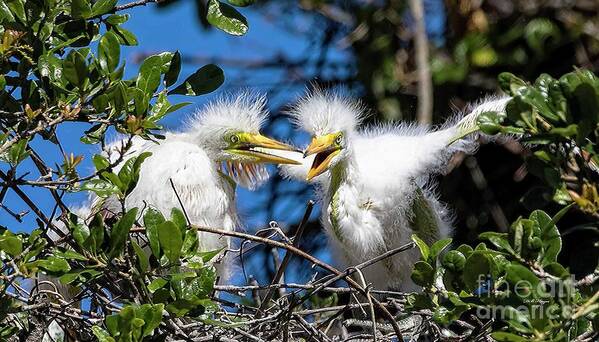 Egrets Poster featuring the photograph Look - I Have Wings by DB Hayes